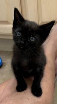 Rescue Domestic Short Hair Cats for Adoption in River Ridge, Louisiana - LiL Debbie | PetCurious