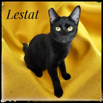 Rescue Domestic Short Hair Cats for Adoption in El Cajon, California - Lestat | PetCurious