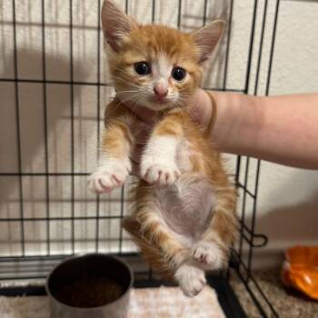 Orange Peel -  Domestic Short Hair Cat for Adoption in Crowley, Texas - Orange Peel | PetCurious