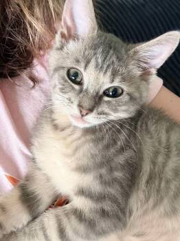 Caroline -  Domestic Short Hair Cat for Adoption in Chicago, Illinois - Caroline | PetCurious
