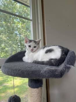 Rescue Domestic Short Hair Cats for Adoption in Clarksville, Tennessee - Acadia NP | PetCurious