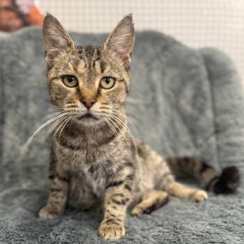 Rescue Domestic Short Hair Cats for Adoption in Ridgely, Maryland - Butter | PetCurious