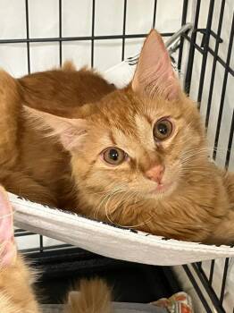Fred -  Domestic Medium Hair Cat for Adoption in Lunenburg, Massachusetts - Fred | PetCurious