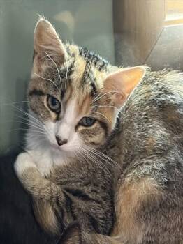 OATMEAL -  Domestic Short Hair Cat for Adoption in Westminster, Maryland - OATMEAL | PetCurious