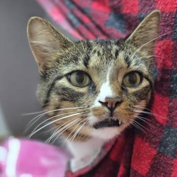 Togo -  Domestic Short Hair Cat for Adoption in Pittsburgh, Pennsylvania - Togo | PetCurious