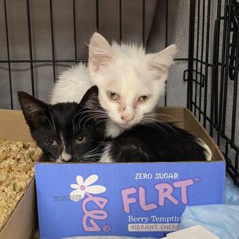 Angel -  Domestic Short Hair Cat for Adoption in Westminster, California - Angel | PetCurious
