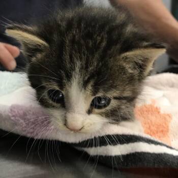Nigel -  Domestic Medium Hair Cat for Adoption in Newark, New Jersey - Nigel | PetCurious