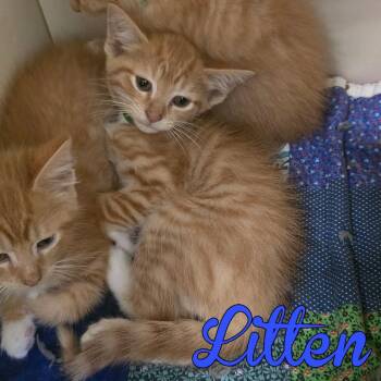 Litten -  Domestic Short Hair Cat Available for Adoption in Hillsboro, Ohio - Litten | PetCurious