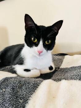 American Shorthair Cats Available for Adoption - Sadie | PetCurious
