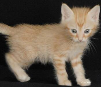 Huda -  Tabby Cat for Adoption in Newland, North Carolina - Huda | PetCurious