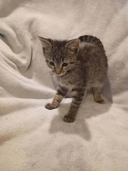Grippy Sock -  Domestic Short Hair Cat for Adoption in Metamora, Illinois - Grippy Sock | PetCurious