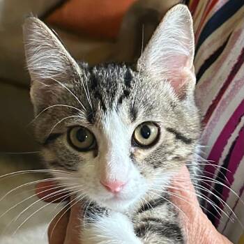 Lily -  Domestic Short Hair Cat for Adoption in Evansville, Indiana - Lily | PetCurious