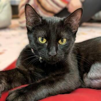 Pomme -  American Shorthair Cat for Adoption in Montclair, New Jersey - Pomme | PetCurious