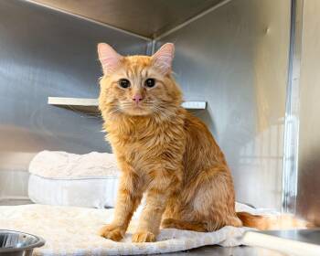 Domestic Medium Hair Cats Available for Adoption - Matchstick  | PetCurious