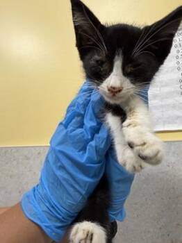 Han Solo -  Domestic Short Hair Cat for Adoption in Honolulu, Hawaii - Han Solo | PetCurious