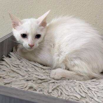 Rye -  Domestic Medium Hair and Siamese Cat for Adoption in Las Vegas, Nevada - Rye | PetCurious