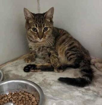 Rescue Domestic Short Hair Cats for Adoption in Atlanta, Georgia - Misha | PetCurious