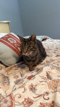 Domestic Short Hair Cats Available for Adoption - Deep Dish  | PetCurious