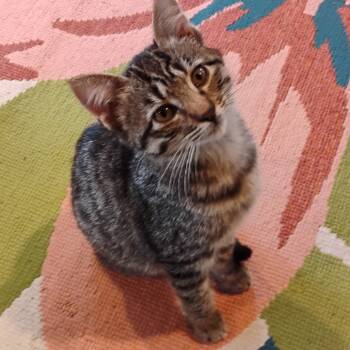 Rescue Domestic Short Hair Cats for Adoption in Volcano, Hawaii - Roxy(COH-A-64771) | PetCurious