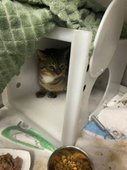 PIPPIN -  Domestic Short Hair Cat for Adoption in West Palm Beach, Florida - PIPPIN | PetCurious