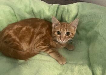 Pumpkin -  Domestic Short Hair Cat for Adoption in Troy, New York - Pumpkin | PetCurious
