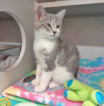 TIMBER -  Tabby Cat for Adoption in Delhi, New York - TIMBER | PetCurious