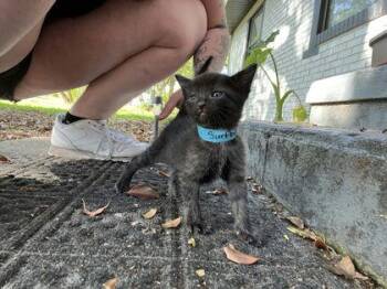 Domestic Short Hair Cats Available for Adoption in Daytona Beach, Florida - Surfboard | PetCurious
