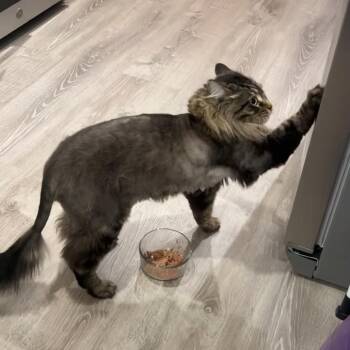 Dimitri -  Domestic Medium Hair and Maine Coon Cat for Adoption in Spokane, Washington - Dimitri | PetCurious