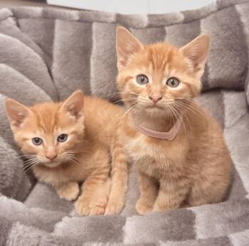 Domestic Short Hair Cats Available for Adoption in Hopkinton, Massachusetts - Cinnamon And Paprika | PetCurious