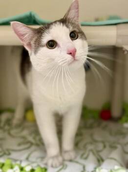 Domestic Short Hair Cats Available for Adoption in Downers Grove, Illinois - Landlubber | PetCurious