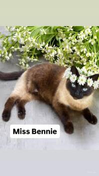 Siamese Cats Available for Adoption in Walnut Creek, California - Miss Bennie At Martinez Pet Food Express  May 23rd | PetCurious
