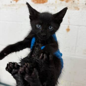 Kat -  Domestic Short Hair Cat for Adoption in Edinburg, Texas - Kat | PetCurious