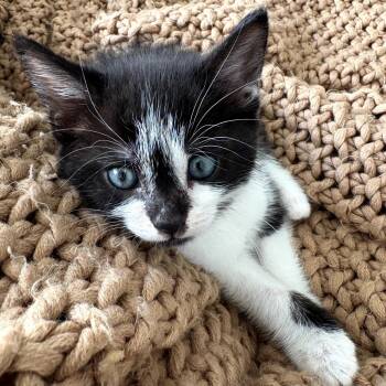 Rescue Domestic Short Hair Cats for Adoption in Long Beach, California - Zero | PetCurious