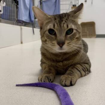 Polka Dot -  Domestic Short Hair Cat for Adoption in Warwick, Rhode Island - Polka Dot | PetCurious