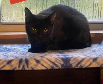Livvy -  Domestic Short Hair Cat for Adoption in Loogootee, Indiana - Livvy | PetCurious
