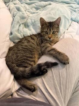 Squirrel -  Domestic Short Hair Cat for Adoption in Bossier City, Louisiana - Squirrel | PetCurious