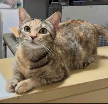 Domestic Short Hair Cats Available for Adoption in San Antonio, Texas - Miley | PetCurious