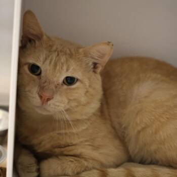 Hoagie -  Domestic Short Hair Cat for Adoption in Briarcliff Manor, New York - Hoagie | PetCurious