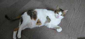 Rescue Domestic Short Hair Cats for Adoption in Burnaby, British Columbia - Boushi | PetCurious