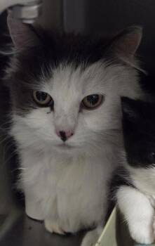 Felicity -  Domestic Medium Hair Cat for Adoption in Vancouver, Washington - Felicity | PetCurious