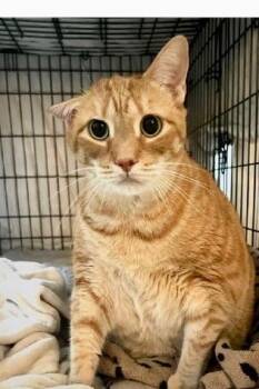 Sydney -  Domestic Short Hair Cat for Adoption in Gastonia, North Carolina - Sydney | PetCurious