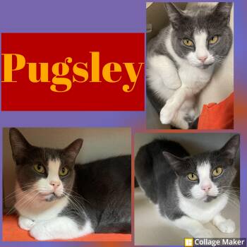 Rescue Domestic Short Hair Cats for Adoption in Clearfield, Pennsylvania - Pugsley | PetCurious