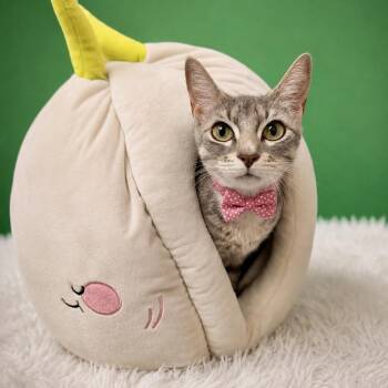 Domestic Short Hair Cats Available for Adoption in Binghamton, New York - Acadia | PetCurious