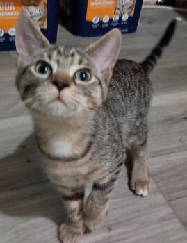Sabine26 -  Domestic Short Hair Cat for Adoption in Milwaukee, Wisconsin - Sabine26 | PetCurious