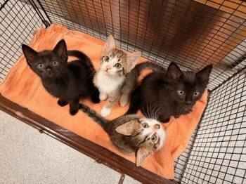 SEAGULL -  Domestic Short Hair Cat for Adoption in Tustin, California - SEAGULL | PetCurious