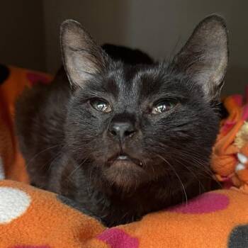 Domestic Short Hair Cats Available for Adoption in Sarasota, Florida - Lisa Frank | PetCurious