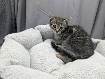 Domestic Short Hair Cats Available for Adoption in Grovetown, Georgia - A121186 | PetCurious
