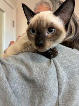 Kitten - Sayaka -  Siamese Cat for Adoption in Emmett, Idaho - Kitten - Sayaka | PetCurious