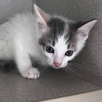 Blankey DJ 16 -  Domestic Short Hair Cat for Adoption in Austin, Texas - Blankey DJ 16 | PetCurious