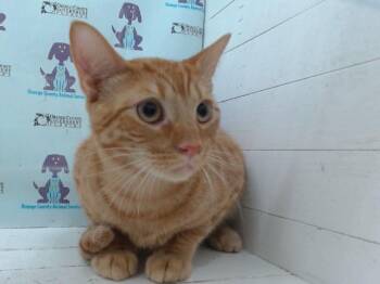 ARTIE -  Domestic Short Hair Cat for Adoption in Orlando, Florida - ARTIE | PetCurious